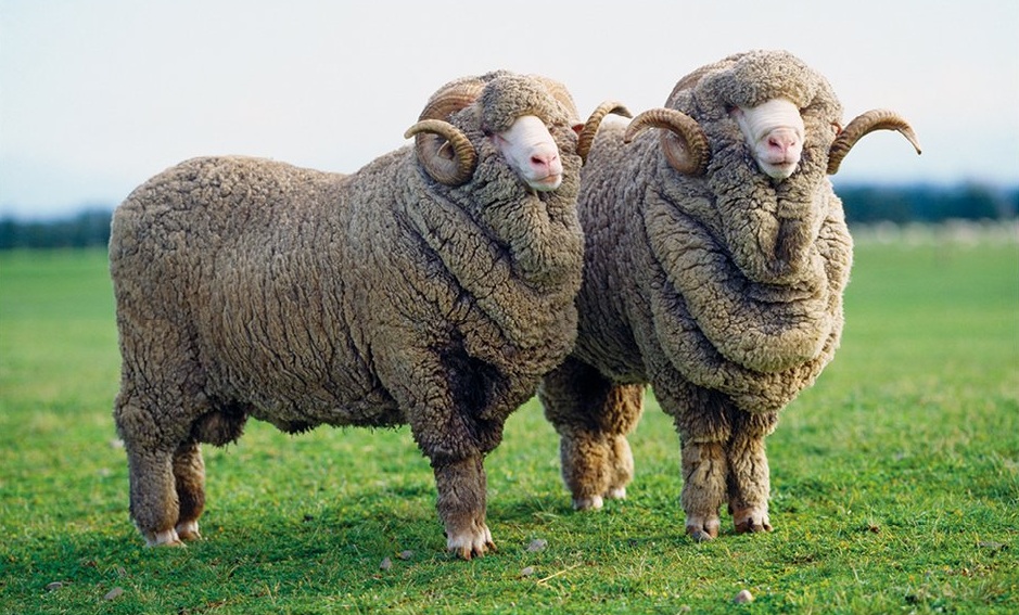 Plemeno ovcí Merino