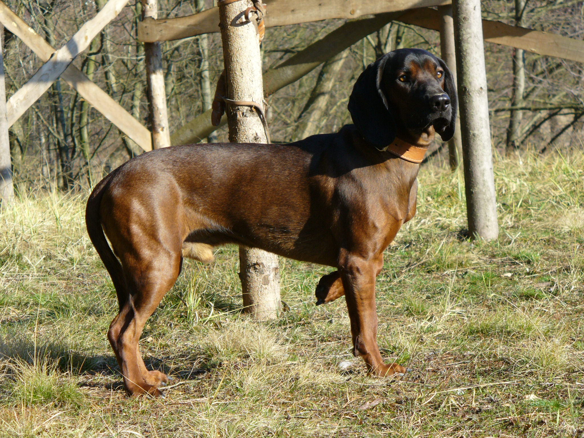 Bavarian Hound