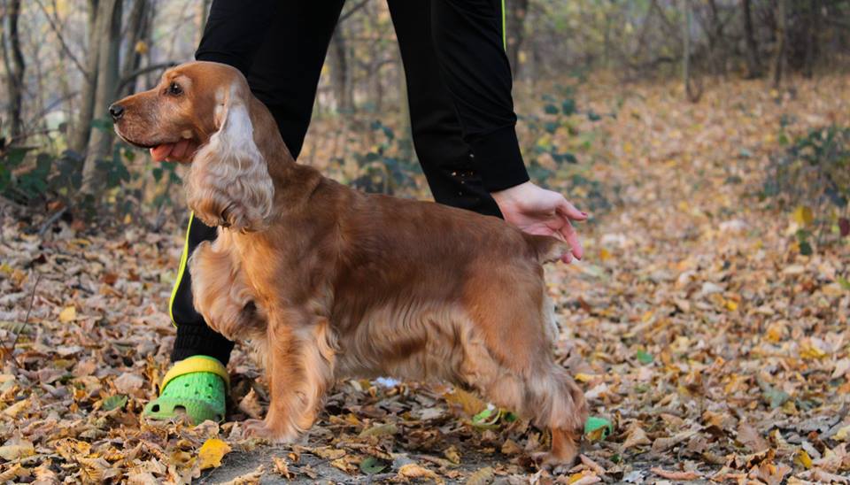 English Cocker Spaniel (scout)