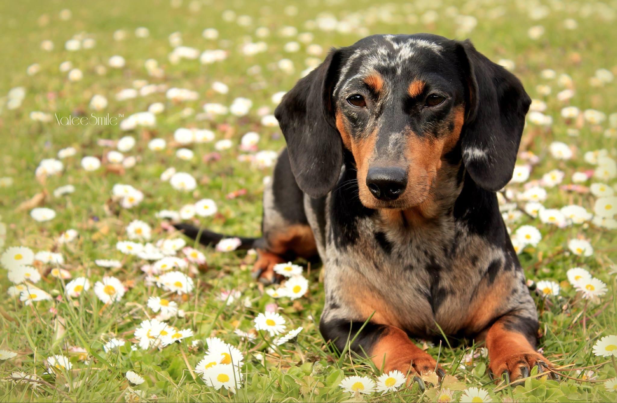 Dwarf brindle dachshund
