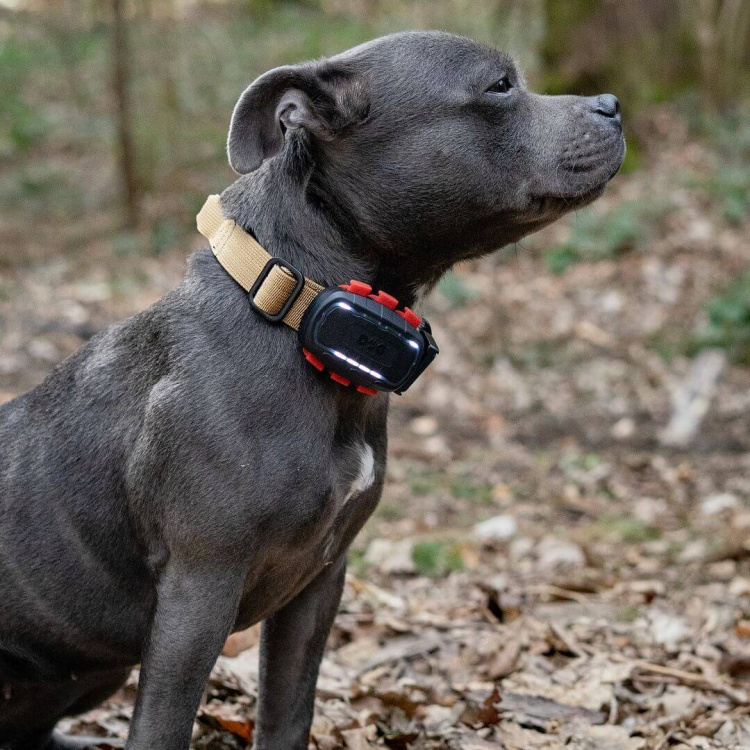 Tracker pro psy DOG GPS Ultra, Dogtrace