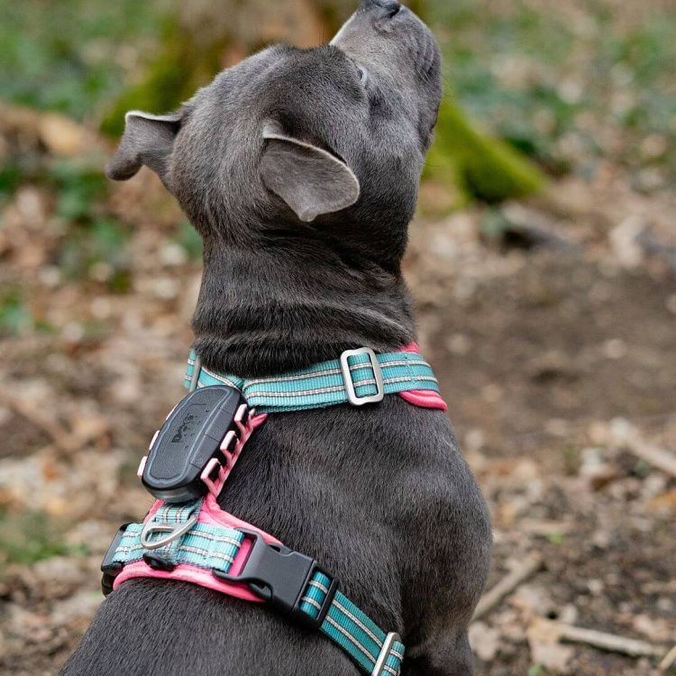 Tracker pro psy DOG GPS Ultra, Dogtrace