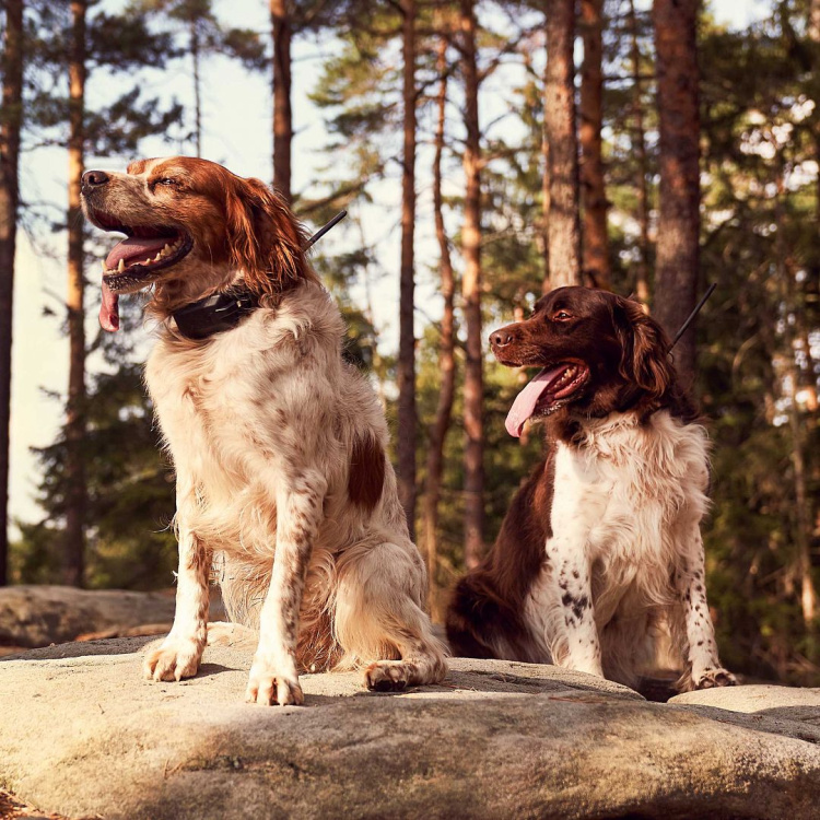 Vyhledávací a výcvikové zařízení pro psy DOG GPS X30T, lokalizace až 13 psů, Dog Trace
