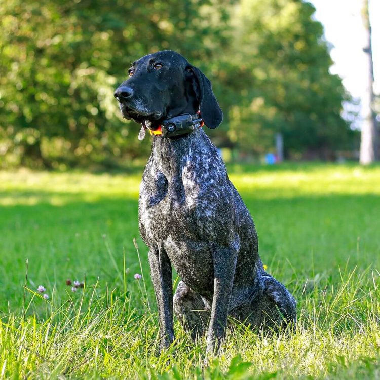 Vyhledávací zařízení pro psy DOG GPS X25B Short, lokalizace až 19 psů, Dog Trace