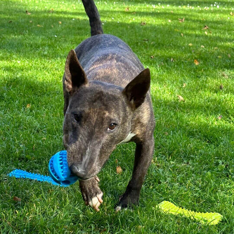 Dental Ball for Dogs, Dogtrace
