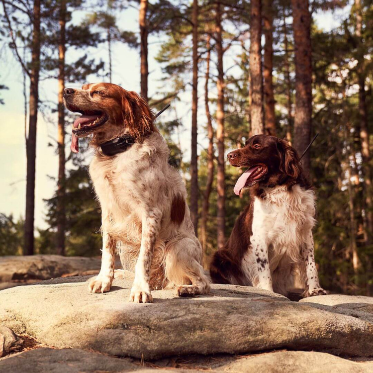 Collar for an Additional Dog: DOG GPS X30T Short, Dog Trace