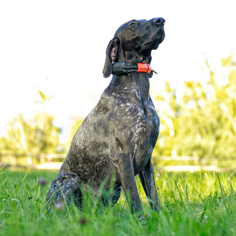 Collar for an Additional Dog: DOG GPS X30T Short, Dog Trace