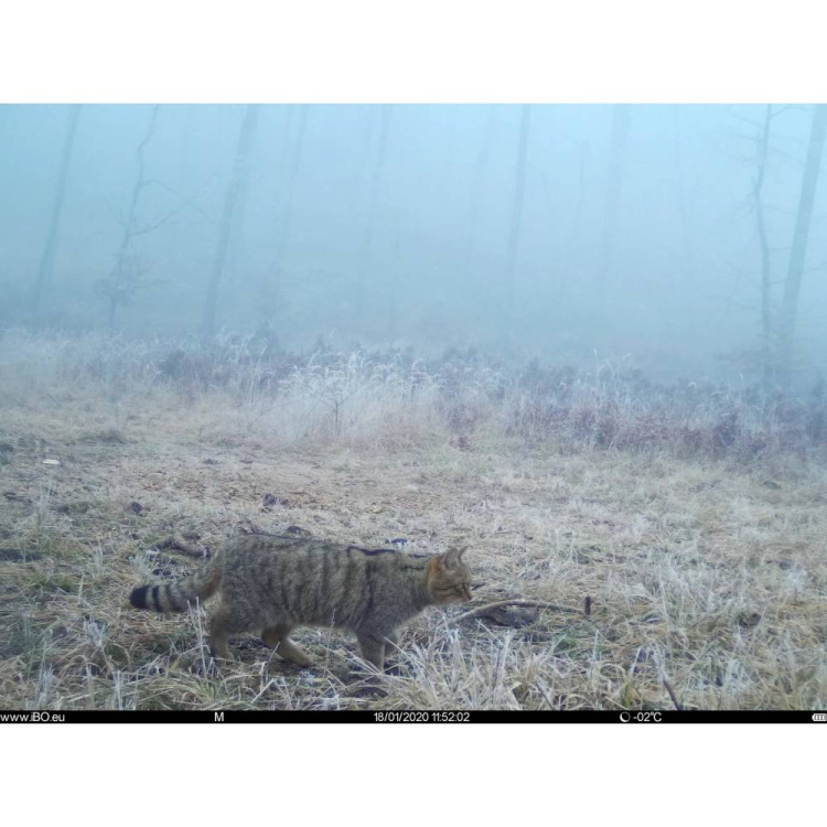 TETRAO Spromise S308 30 MP 940 nm Trail Camera