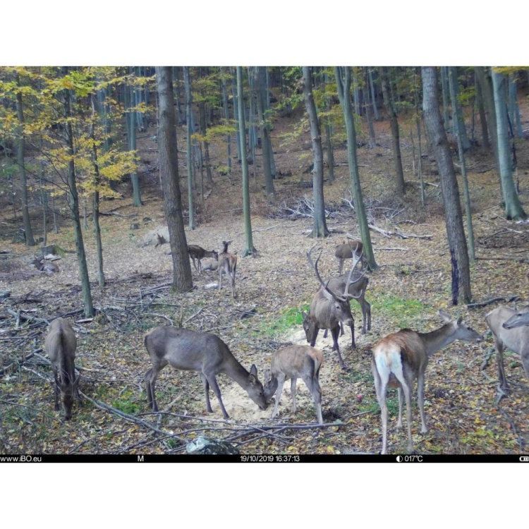 TETRAO Spromise S308 30 MP 940 nm Trail Camera