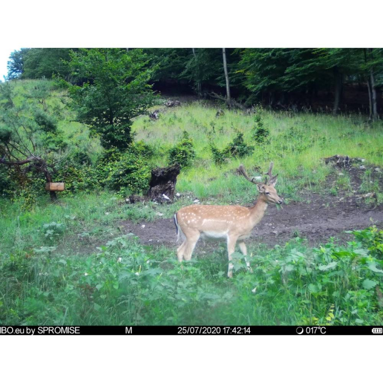 TETRAO Spromise S378 30 MP 940 nm Trail Camera - Fotopast TETRAO Spromise S378
