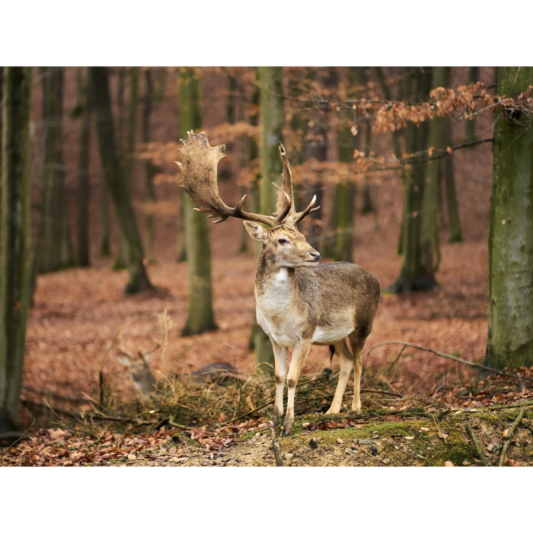 Year-Round Pellet Feed for Hoofed Game, Universal, TETRAO, 25 kg - Year-Round Pellet Feed for Hoofed Game TETRAO