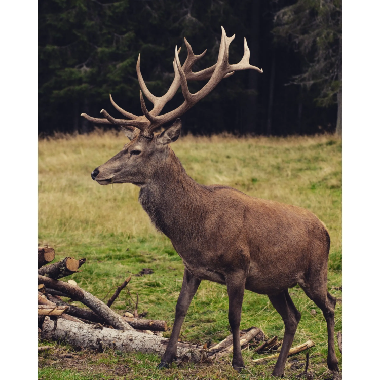Year-Round Pellet Feed for Hoofed Game, Universal, TETRAO, 25 kg - Year-Round Pellet Feed for Hoofed Game TETRAO