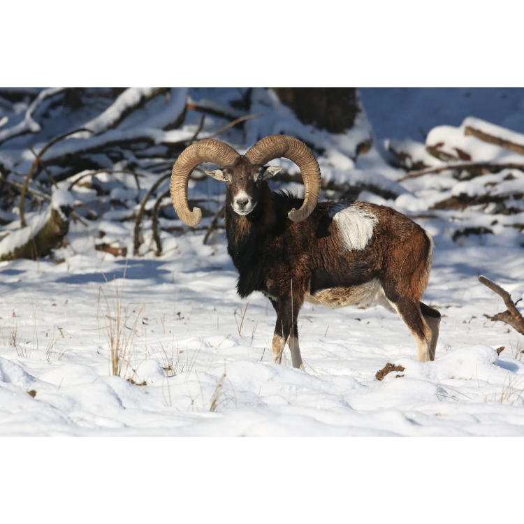 Year-Round Pellet Feed for Hoofed Game, Universal, TETRAO, 25 kg - Year-Round Pellet Feed for Hoofed Game TETRAO