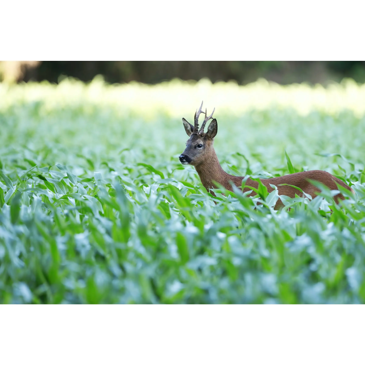 Year-Round Pellet Feed for Hoofed Game, Universal, TETRAO, 25 kg - Year-Round Pellet Feed for Hoofed Game TETRAO