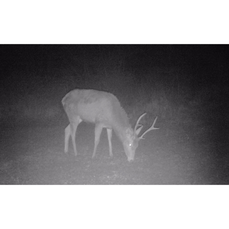Strix 18 Gen.II Trail Camera, resolution up to 37 Mpx, 940 nm IR illumination, TETRAO