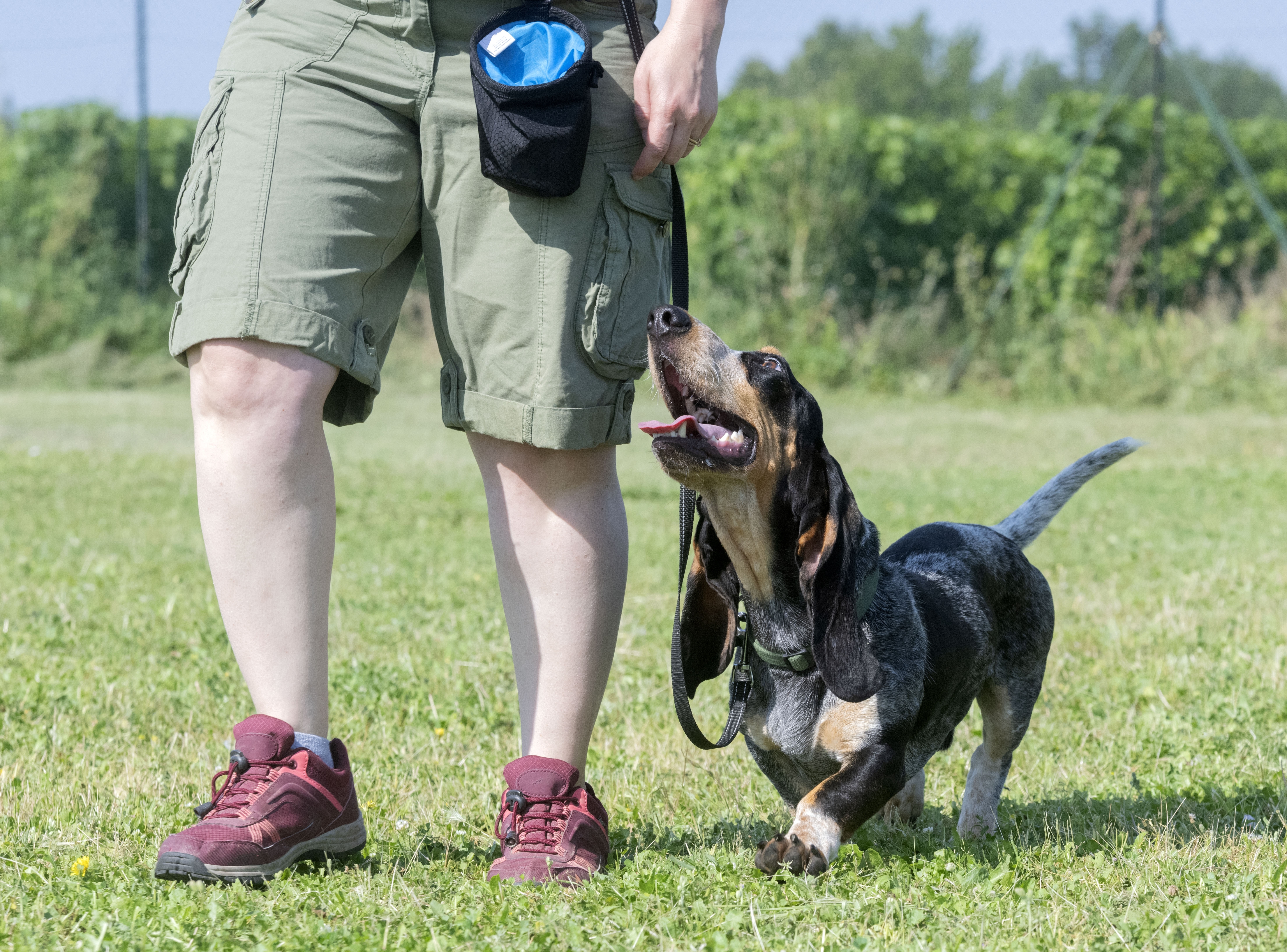 Dog training